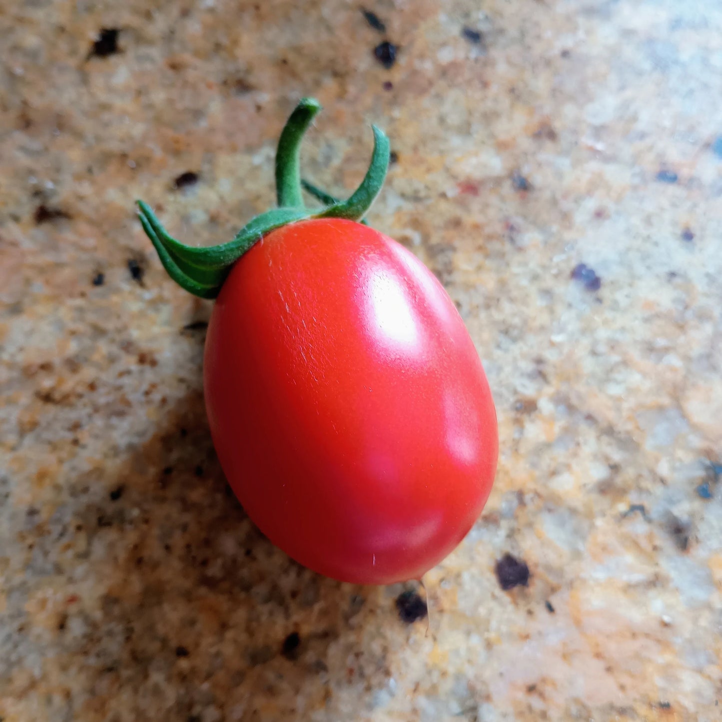 Tomato: Rio Grande Organic Seed