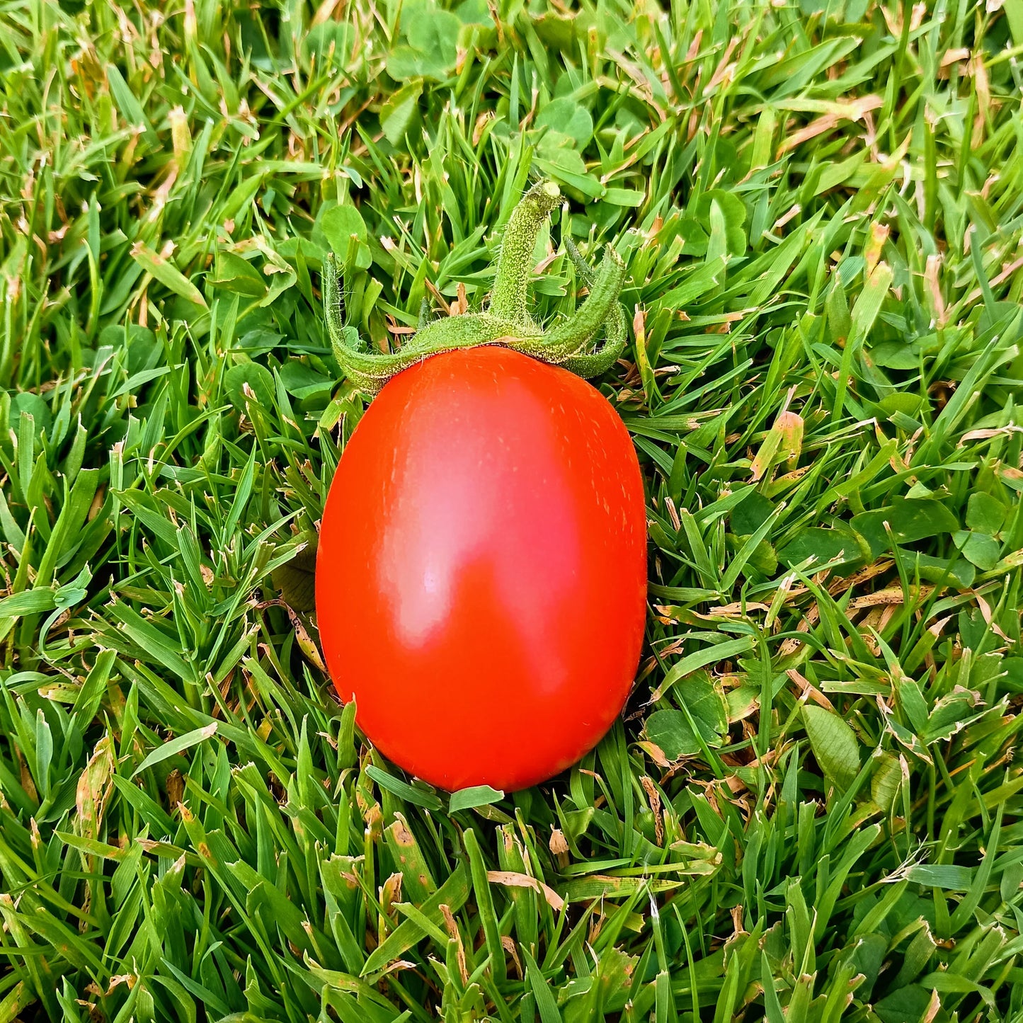 Tomato: Rio Grande Organic Seed