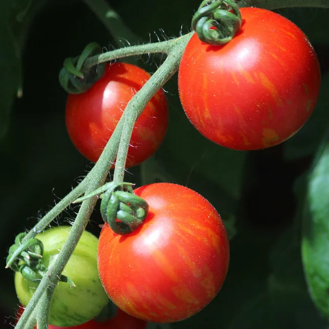 Tomato Tigerella