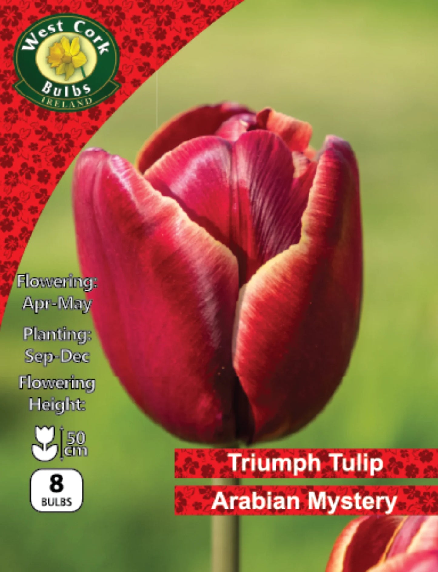 Tulip Bulbs: Arabian Mystery