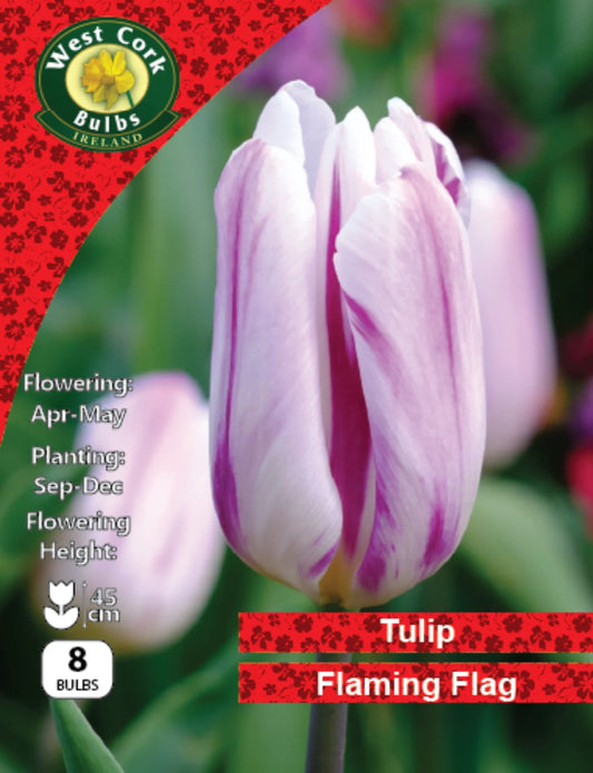 Tulip Bulbs: Flaming Flag