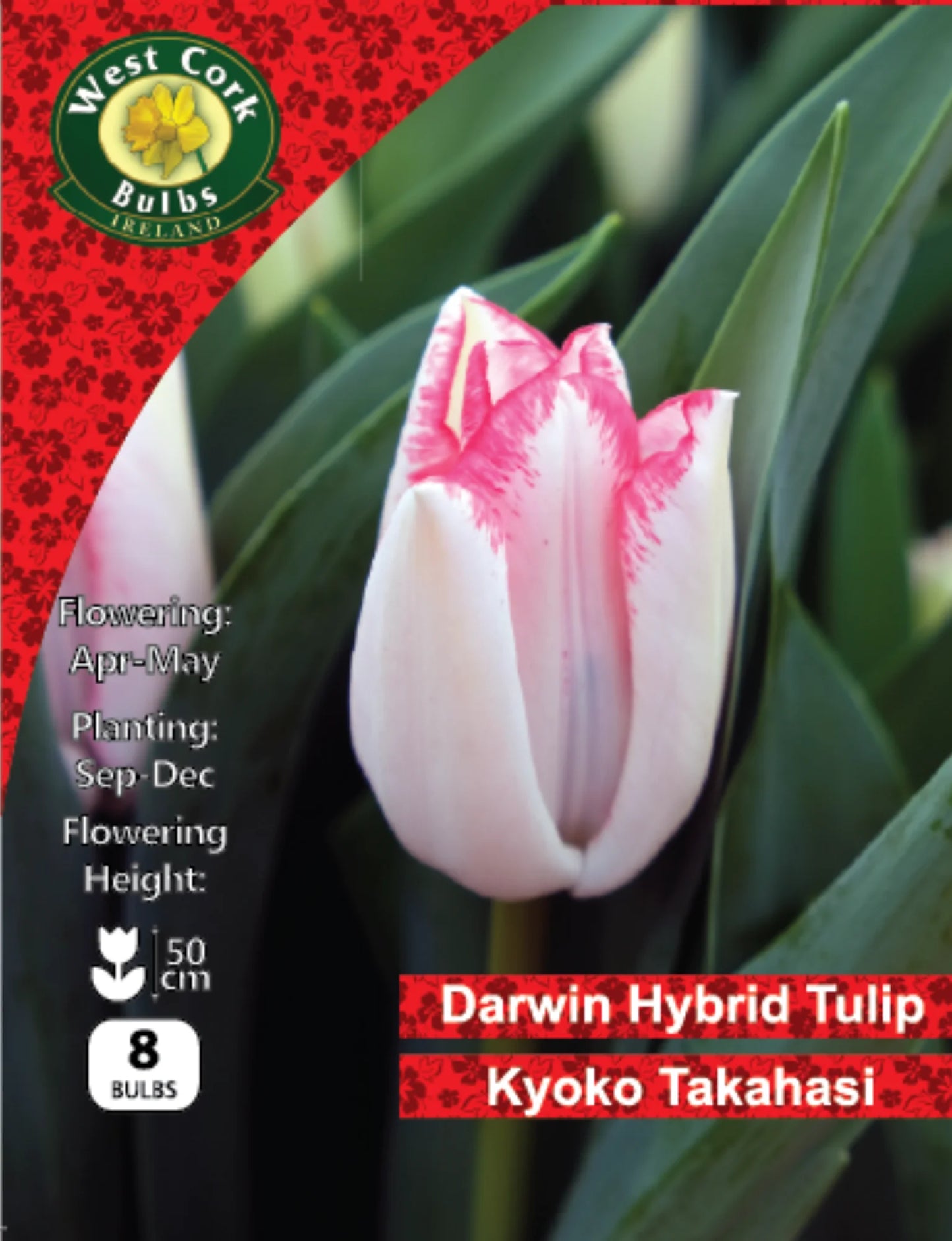 Tulip Bulbs: Kyoko Takahasi