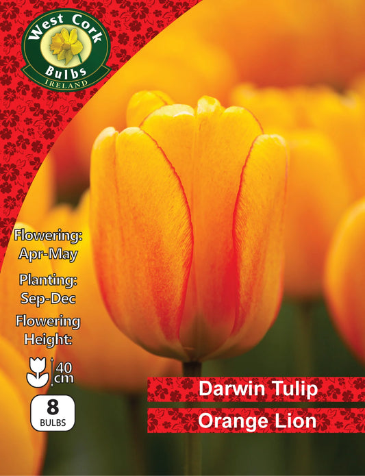 Tulip Bulbs: Orange Lion