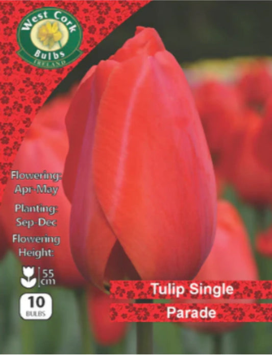 Tulip Bulbs: Parade