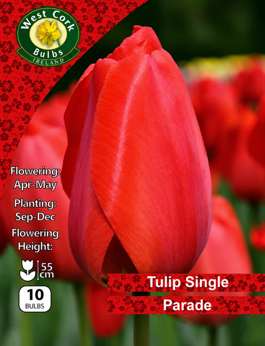 Tulip Bulbs: Parade