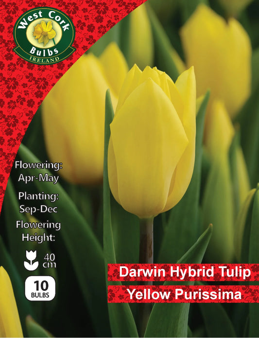 Tulip Bulbs: Yellow Purissima