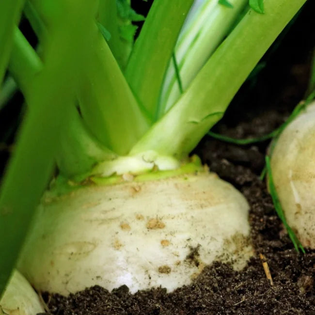 Turnip Early White
