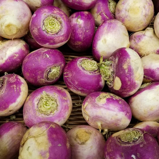 Turnip Purple Top Milan