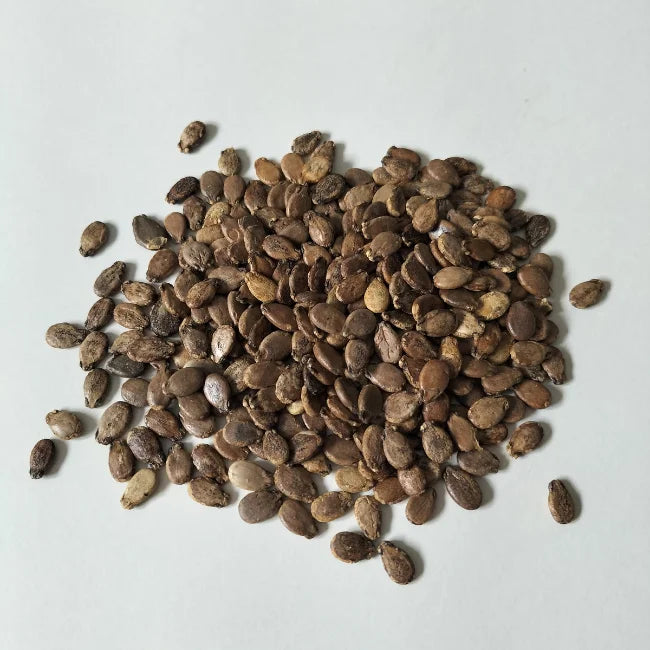 Watermelon Seeds