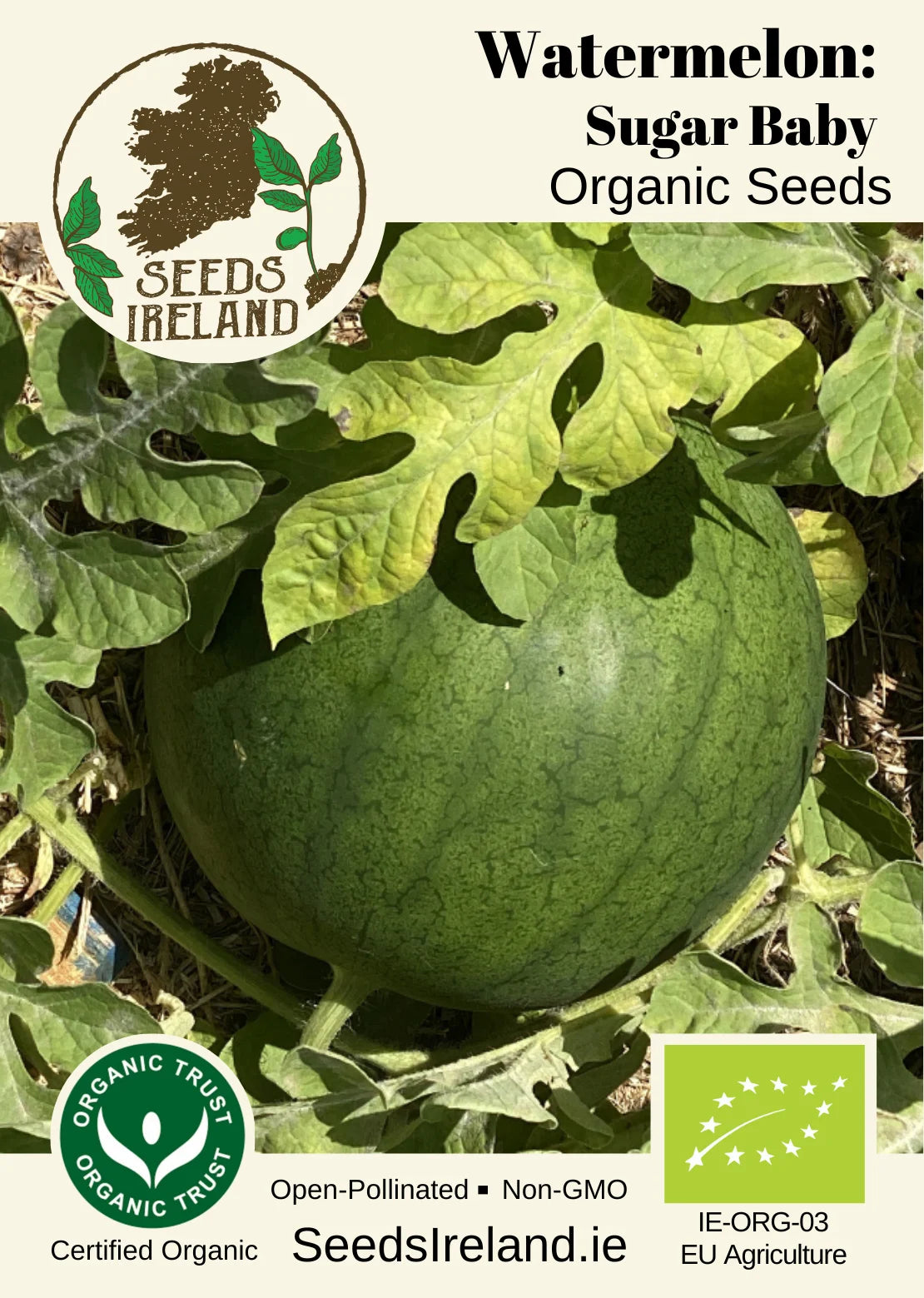 Watermelon: Sugar Baby Organic Seed