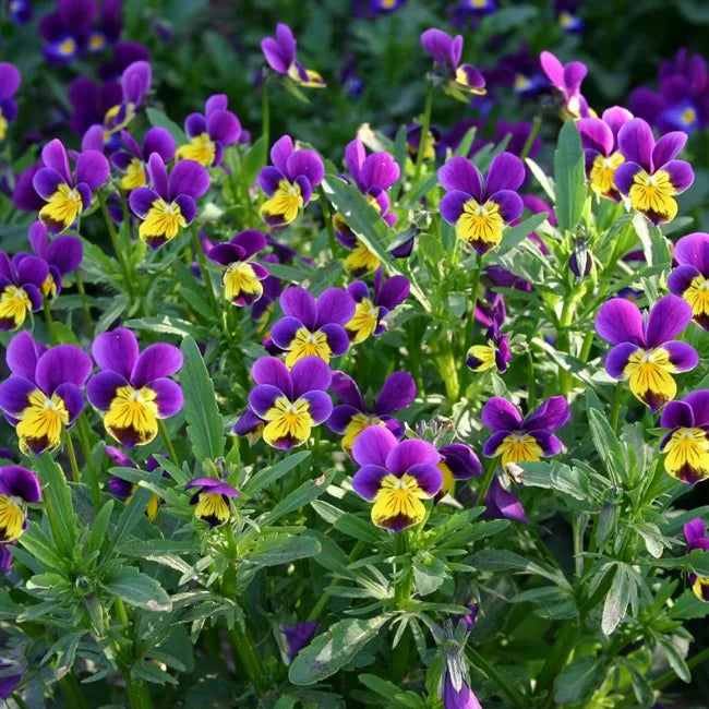 Wild Pansy square