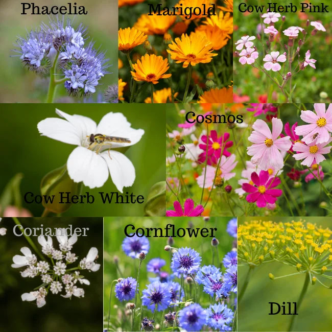 Wildflower Elegance Mix