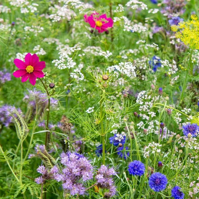 Organic Wildflower Seeds Ireland Bee Friendly Bulk Mix