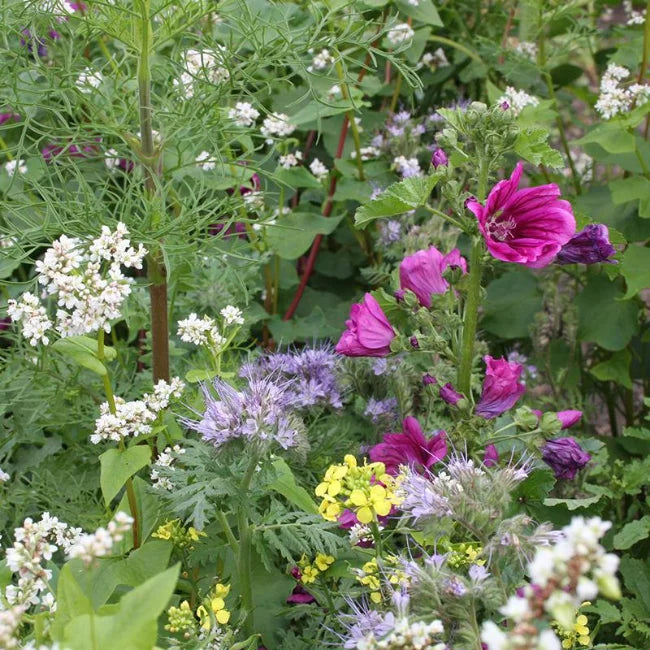 Wildflower Mixture
