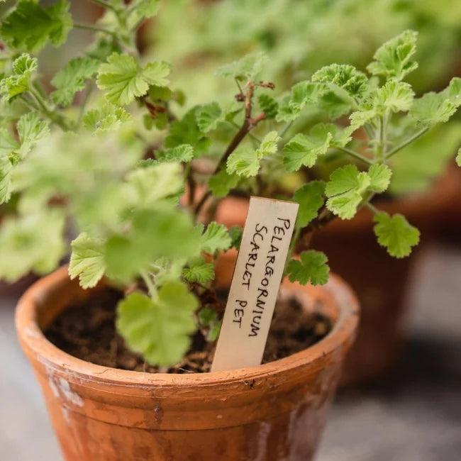 Wooden Plant Labels