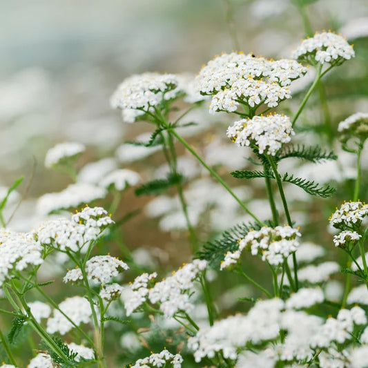 Achillea Millefolium: Yarrow Organic Seed