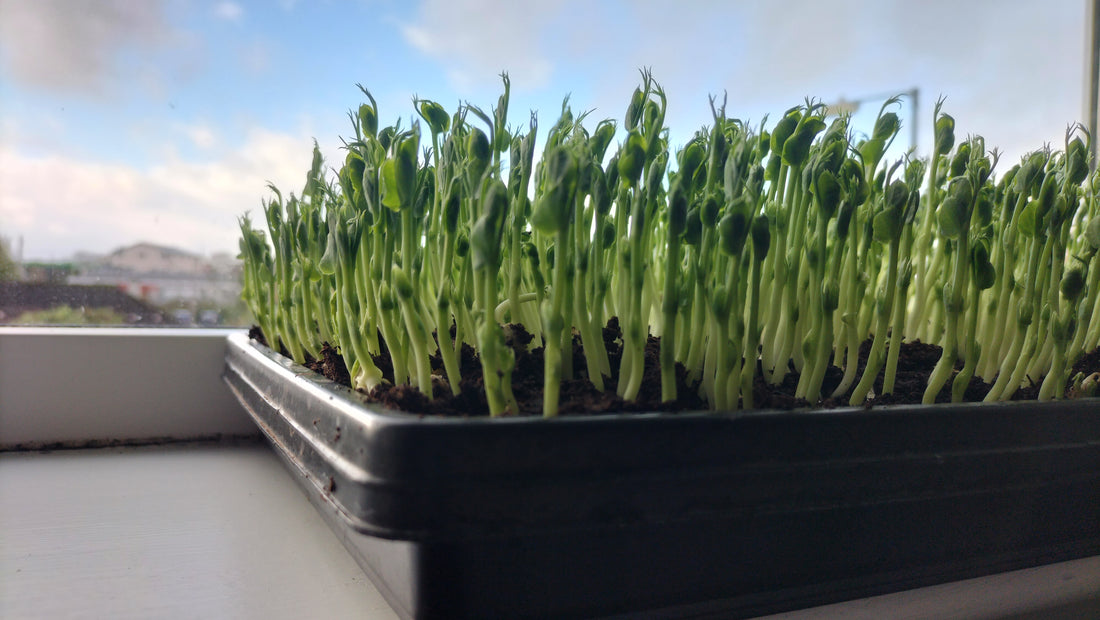How To Grow Pea Shoot Microgreens