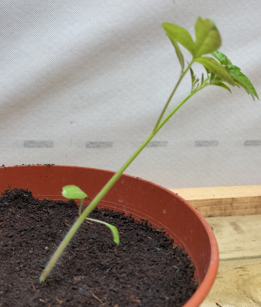 How To Save Leggy Seedlings