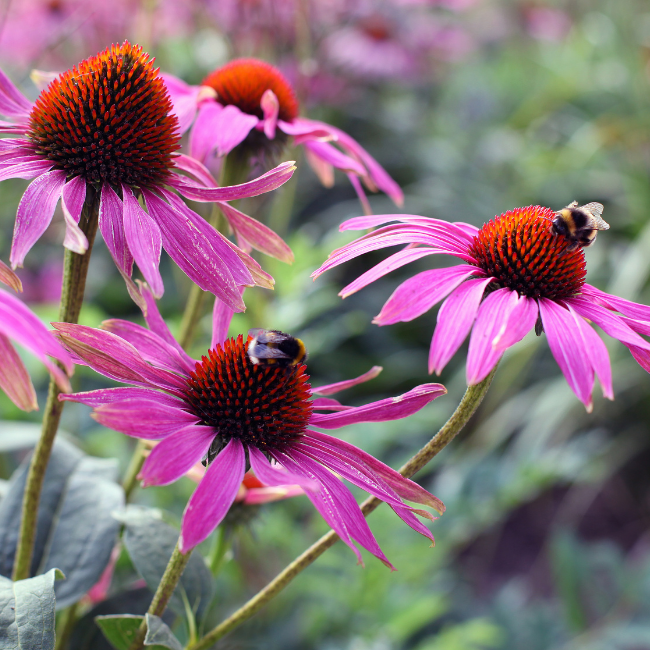 The Difference In Flower Life Cycles