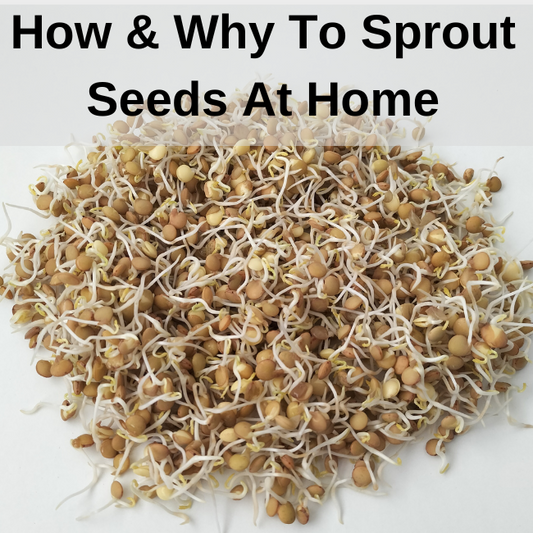 How and Why To Start Sprouting Seeds At Home