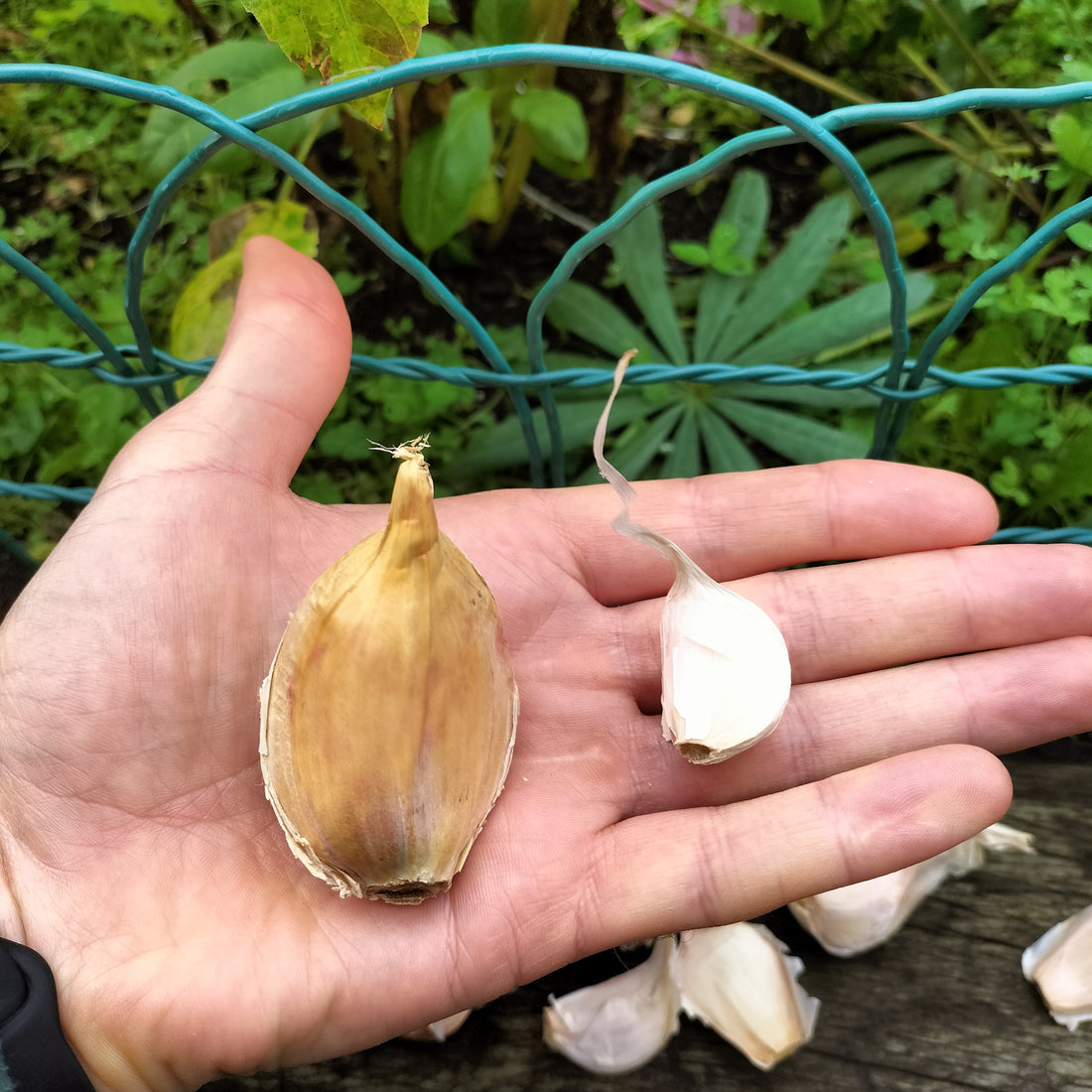 How To Grow Garlic From Bulbs