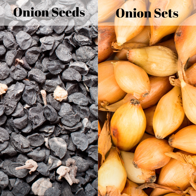 The Difference Between Onion Seeds & Sets