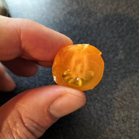 Sungold Select tomato cut in half, just before seeds are harvested.