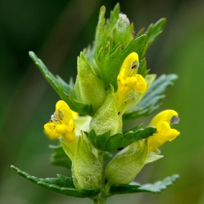 What is Yellow Rattle? | Seeds Ireland | Rhinanthus minor