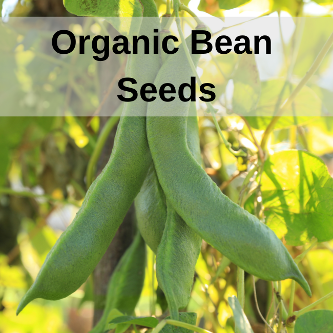 Organic Bean Seeds | Seeds Ireland | Open-pollinated