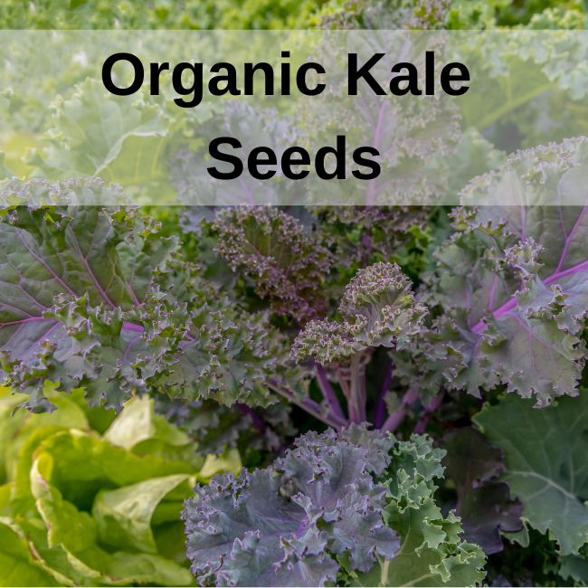 Organic Kale Seeds Seeds Ireland Bulk & Small Packs