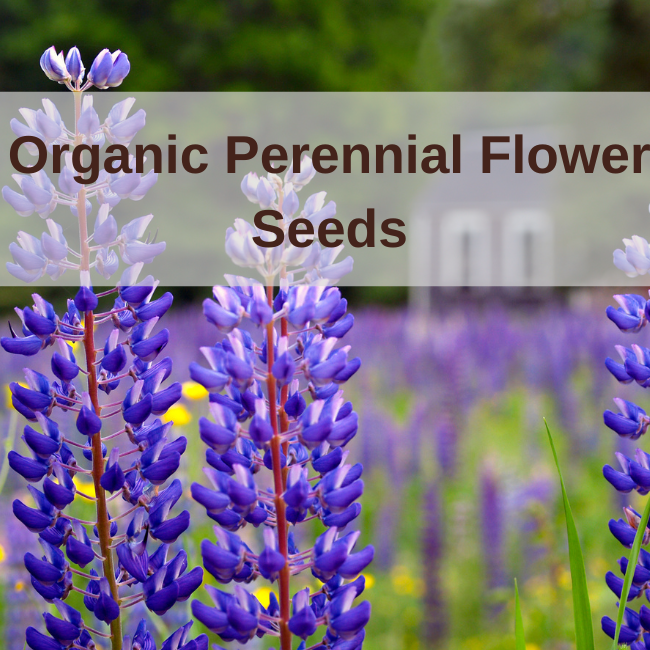 Captivating Flower Seeds Ireland Landscape Photography Captivating Flower Seeds Ireland Landscape Photography