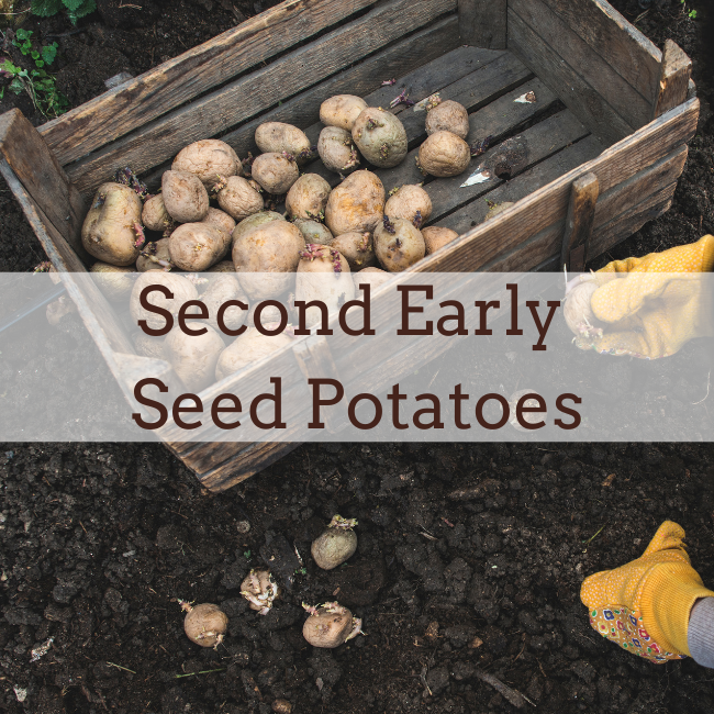 Second Early Seed Potatoes | Earlies | Seeds Ireland | Spring Planting