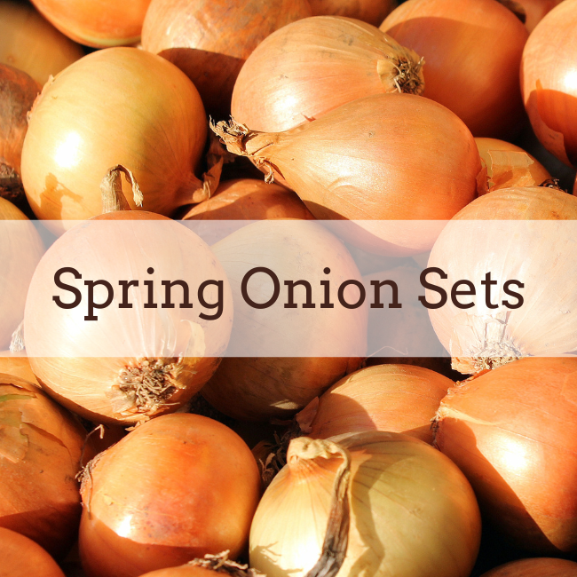 Onion Sets | Spring Planting | Small & Bulk Quantities | Seeds Ireland