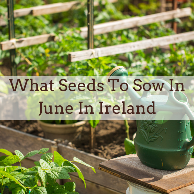 What Seed To Sow In June In Ireland Vegetable & Flower Seeds Ireland