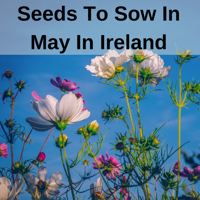 What Seeds To Sow In May In Ireland – Page 3 – Seeds Ireland