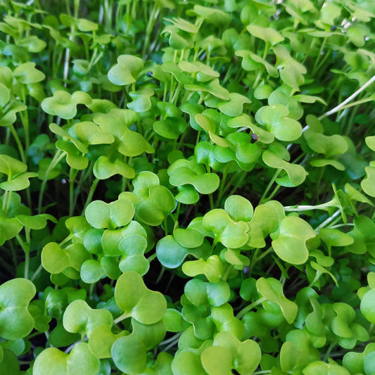 Organic Microgreen Seed: 5 Variety Salad Mix