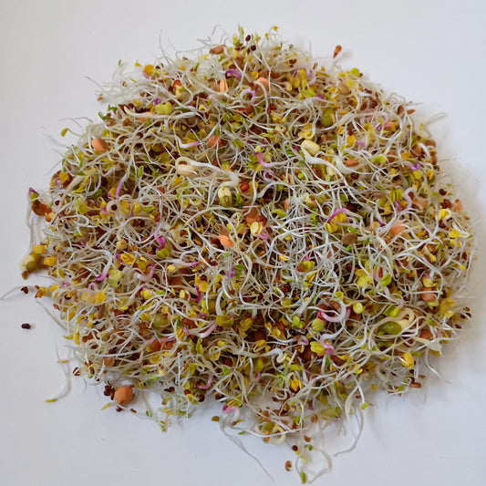 Organic Sprouting Seed: 5 Variety Salad Mix