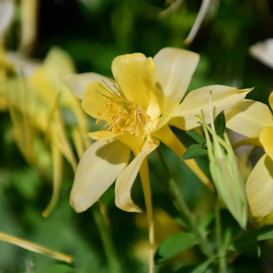 AQUILEGIA Yellow