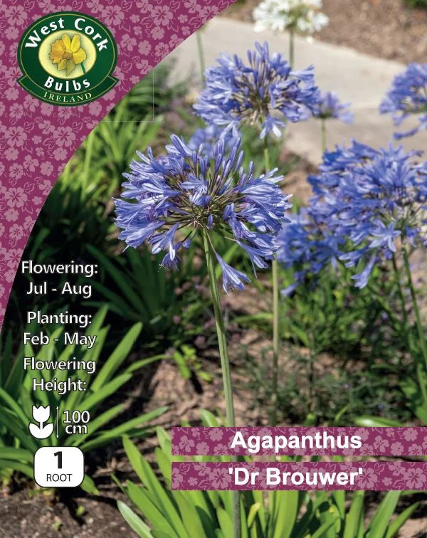 Agapanthus Root: Dr Brouwer - Blue