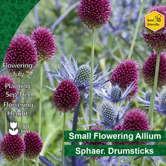 Allium Bulbs: Small Flowering Drumsticks Success