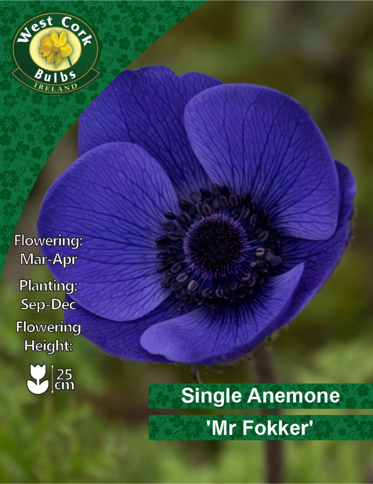 Anemone Bulbs: Mr. Fokker