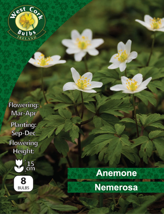 Anemone Nemerosa: Wood Anemone (This product & any other product bought along with it will be delivered to you at the end of September 2025)