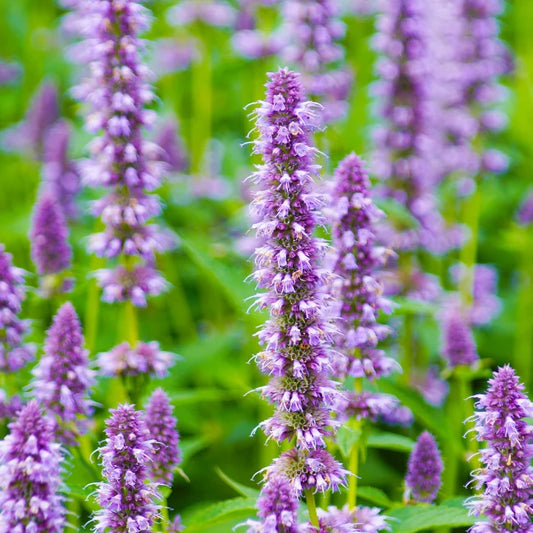 Anise Hyssop Organic Seed