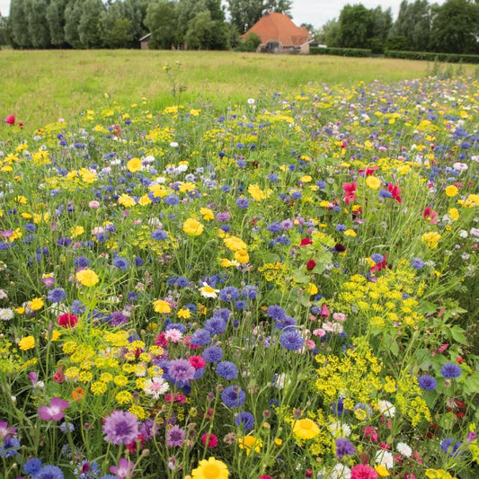 Annual Cut Flower Mix Organic Seed - 2g Pack