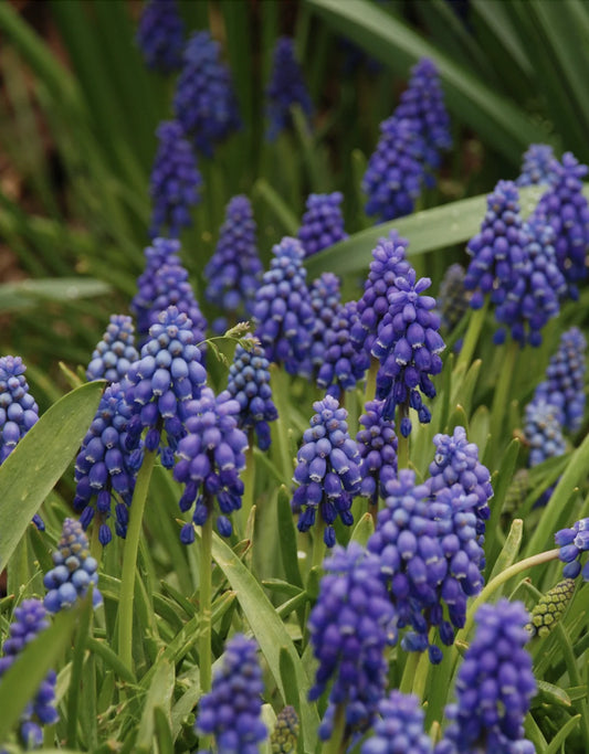 Armeniacium Muscari