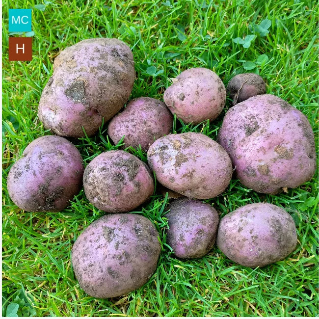 Seed Potatoes: Arran Victory