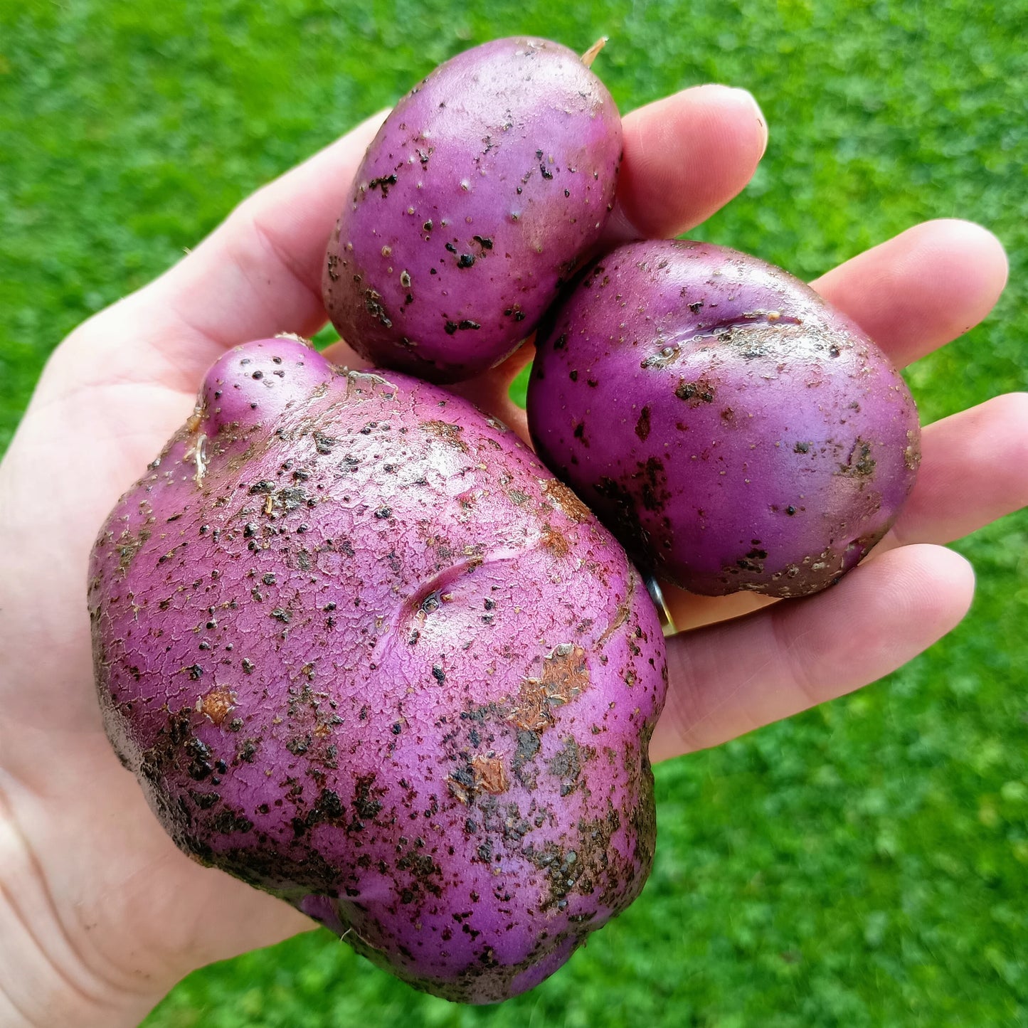 Seed Potatoes: Arran Victory