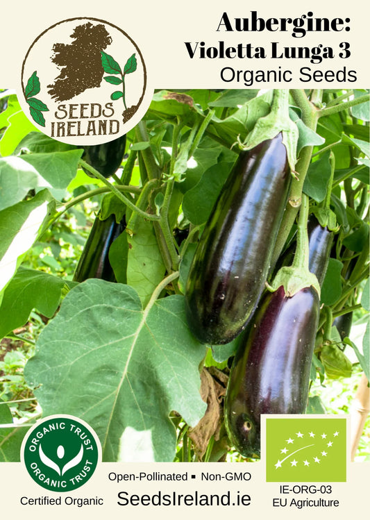 Aubergine: Violetta Lunga 3 Bio-Samen