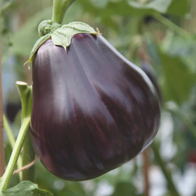Aubergine: Black Beauty Organic Seed
