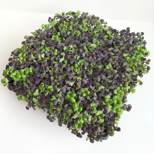 Organic Red Nina Basil Microgreen Seeds Ireland